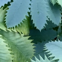 Leaves of Madonna