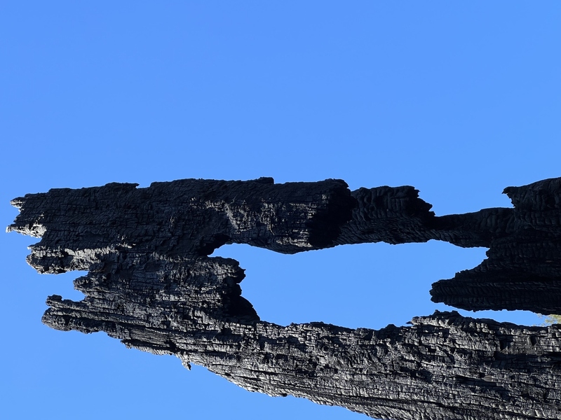 Charred Redwood with Negative Sky