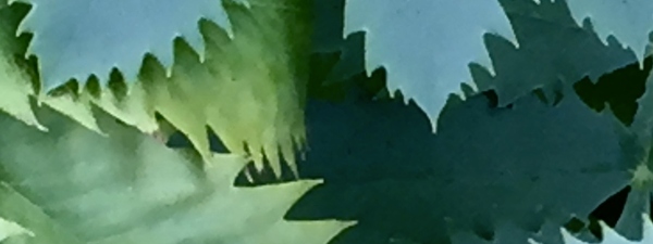 Leaves of Madonna